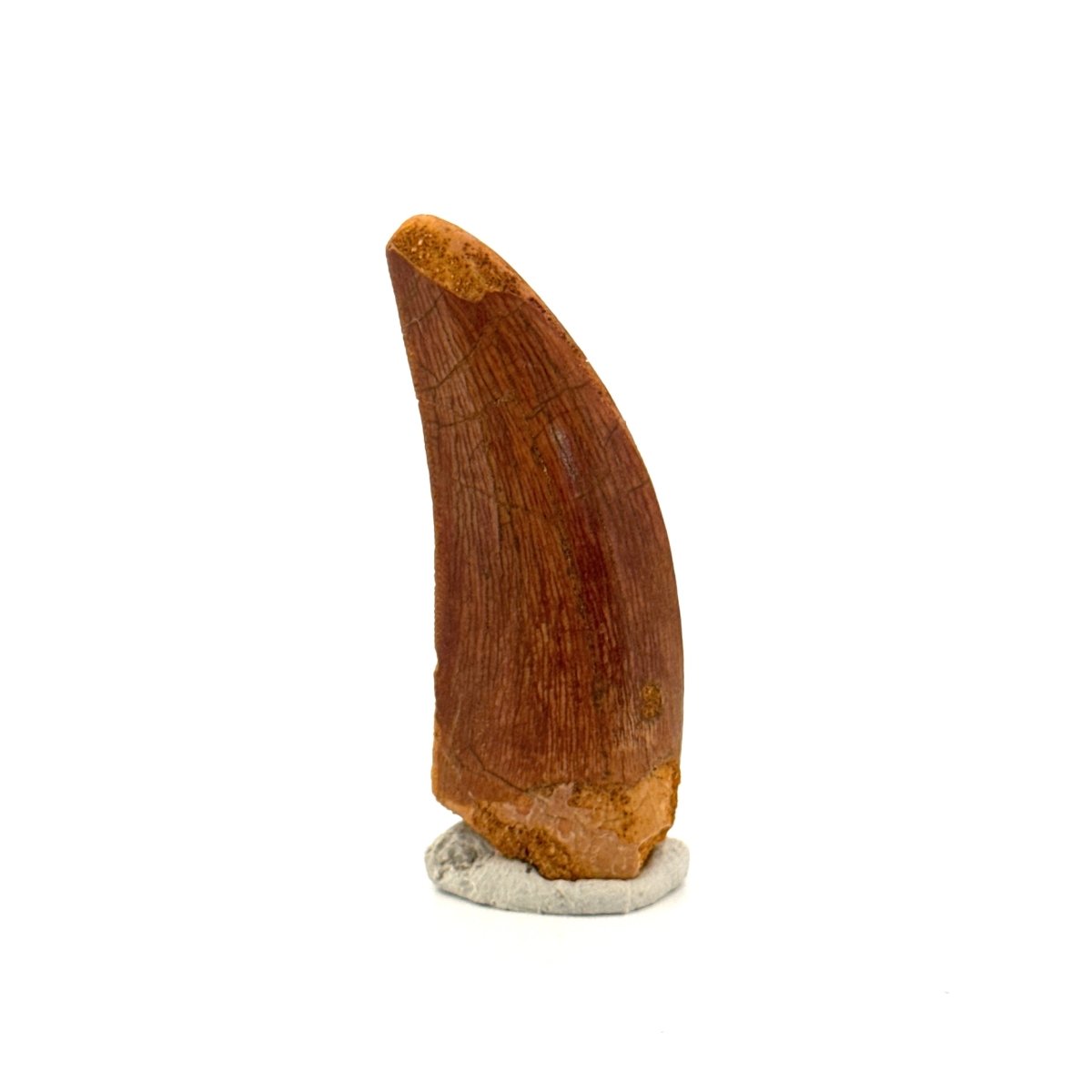 Carcharodontosaurus fossil tooth, Cretaceous Dinosaur tooth from Kem Kem Beds, Morocco (1.93") - FossilsAndMore