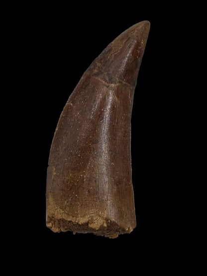 Carcharodontosaurus fossil tooth, Cretaceous Dinosaur tooth from Kem Kem Beds, Morocco (2.06") - FossilsAndMore
