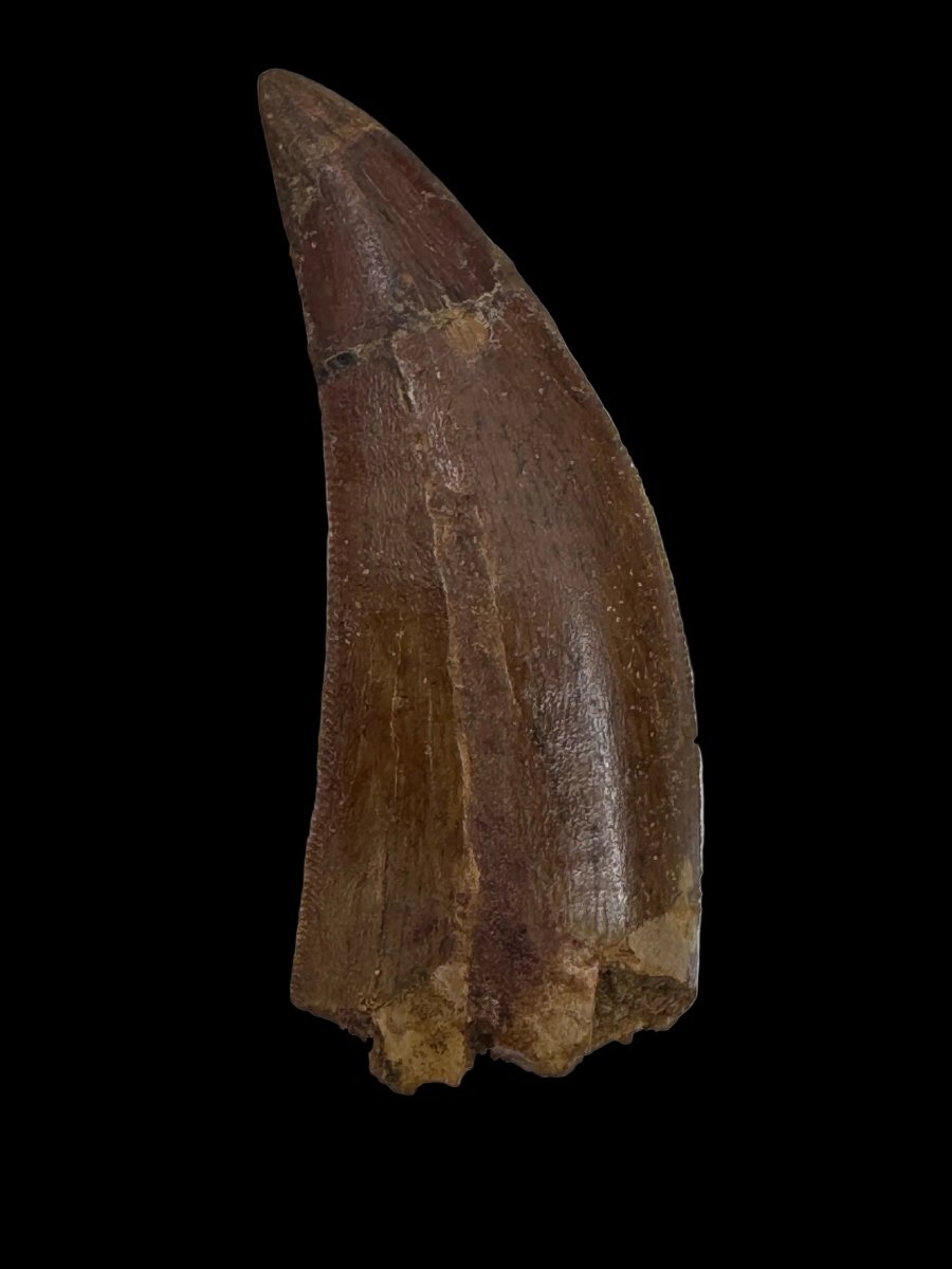 Carcharodontosaurus fossil tooth, Cretaceous Dinosaur tooth from Kem Kem Beds, Morocco (2.06") - FossilsAndMore