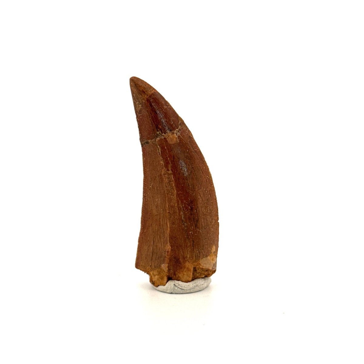 Carcharodontosaurus fossil tooth, Cretaceous Dinosaur tooth from Kem Kem Beds, Morocco (2.06") - FossilsAndMore