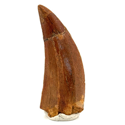 Carcharodontosaurus fossil tooth, Cretaceous Dinosaur tooth from Kem Kem Beds, Morocco (2.06") - FossilsAndMore