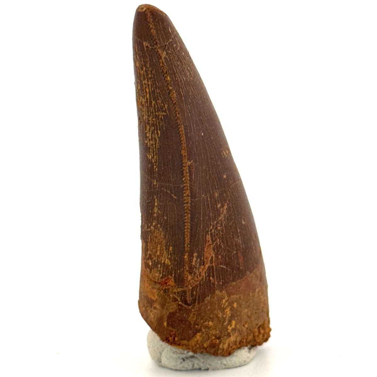 Carcharodontosaurus fossil tooth, Cretaceous Dinosaur tooth from Kem Kem Beds, Morocco (2.53") - FossilsAndMore