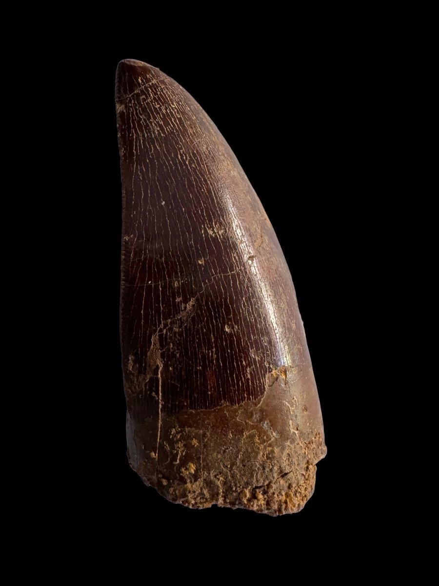 Carcharodontosaurus fossil tooth, Cretaceous Dinosaur tooth from Kem Kem Beds, Morocco (2.53") - FossilsAndMore