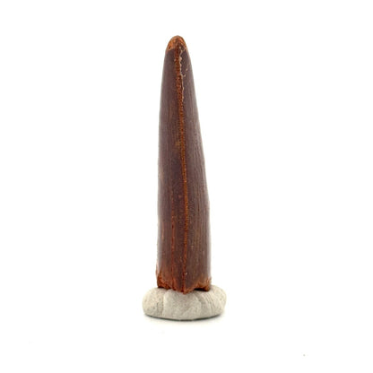 Carcharodontosaurus fossil tooth, Cretaceous Dinosaur tooth from Kem Kem Beds, Morocco (2.61") - FossilsAndMore
