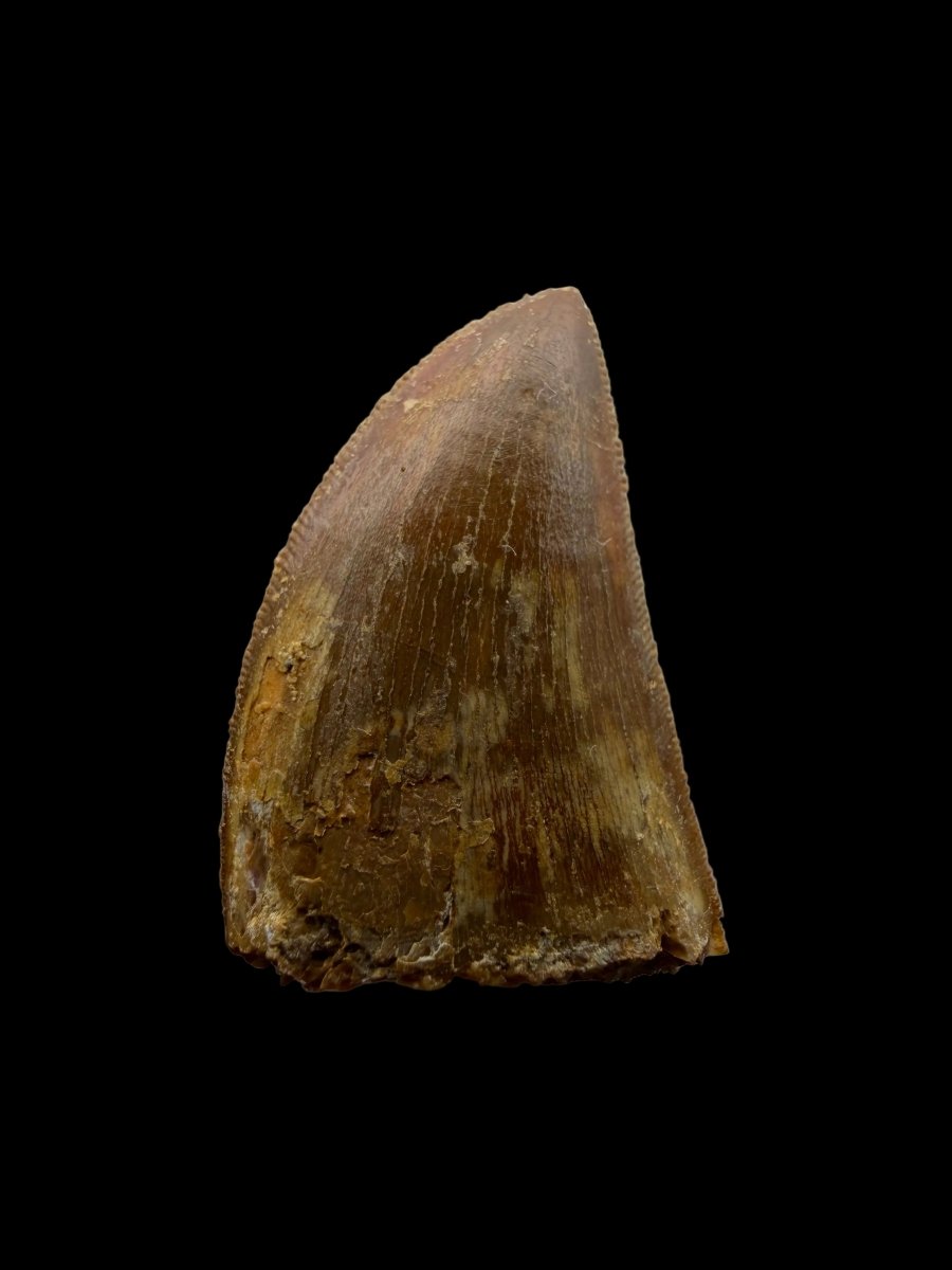 Carcharodontosaurus fossil tooth, Dinosaur tooth from Kem Kem Beds, Morocco (1.22") - FossilsAndMore