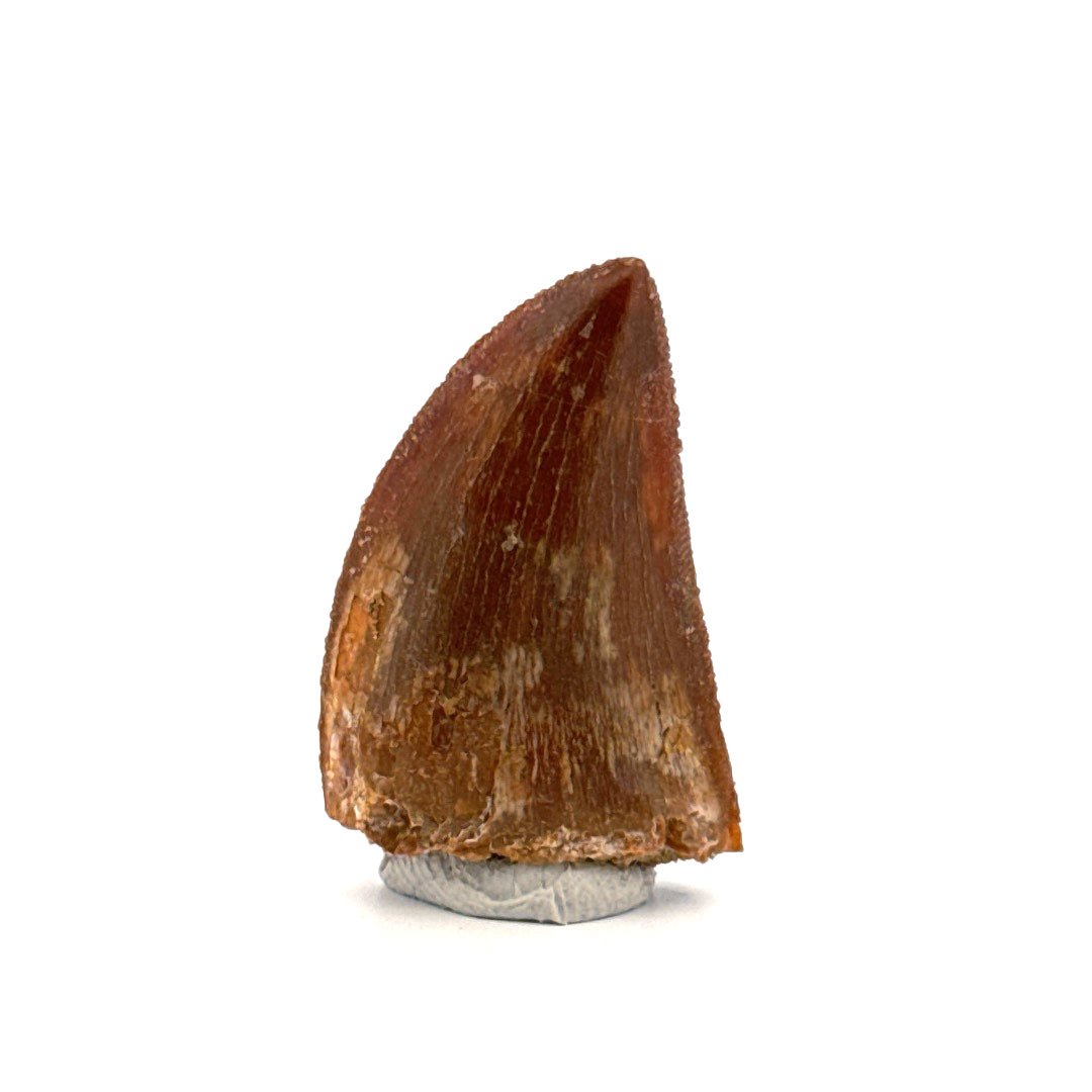 Carcharodontosaurus fossil tooth, Dinosaur tooth from Kem Kem Beds, Morocco (1.22") - FossilsAndMore