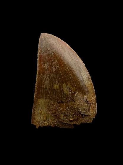 Carcharodontosaurus fossil tooth, Dinosaur tooth from Kem Kem Beds, Morocco (1.22") - FossilsAndMore