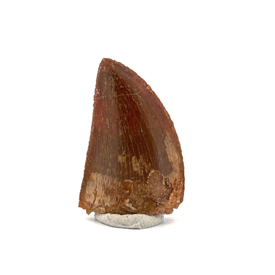 Carcharodontosaurus fossil tooth, Dinosaur tooth from Kem Kem Beds, Morocco (1.22") - FossilsAndMore