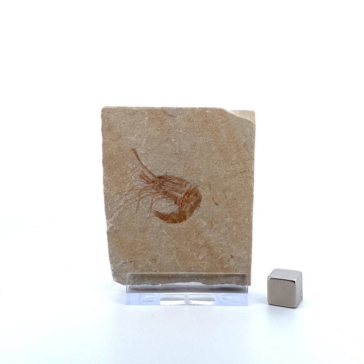 Carpopenaeus Callirostris, Fossil shrimp on matrix (1.27") from Lebanon - FossilsAndMore