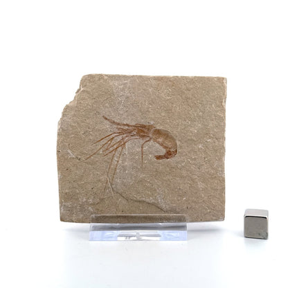 Carpopenaeus Callirostris, Fossil shrimp on matrix (1.72") from Lebanon - FossilsAndMore