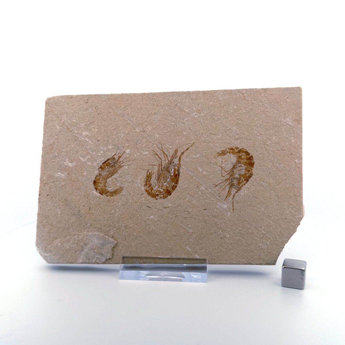 Carpopenaeus Callirostris, Fossil shrimps on matrix (1.36") from Lebanon - FossilsAndMore