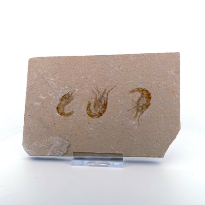 Carpopenaeus Callirostris, Fossil shrimps on matrix (1.36") from Lebanon - FossilsAndMore