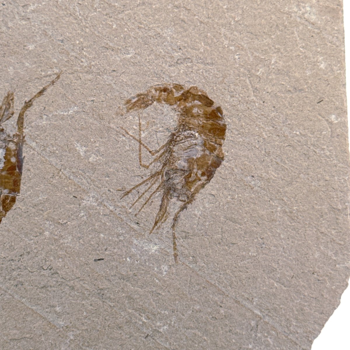 Carpopenaeus Callirostris, Fossil shrimps on matrix (1.36") from Lebanon - FossilsAndMore