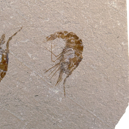 Carpopenaeus Callirostris, Fossil shrimps on matrix (1.36") from Lebanon - FossilsAndMore