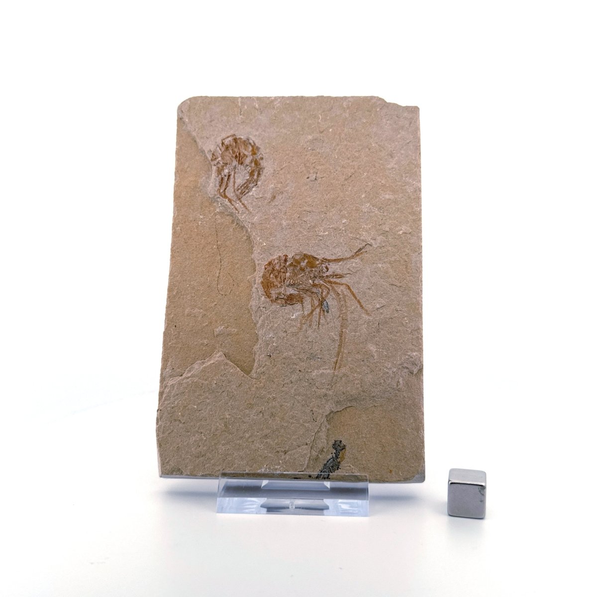 Carpopenaeus Callirostris, Fossil shrimps on matrix (1.61") from Lebanon - FossilsAndMore
