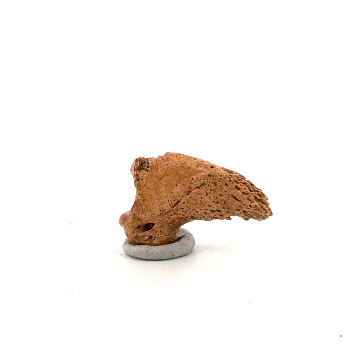 Cave Bear Claw (Ursus spelaeus), Distal phalanx Fossil (1.42") from Pleistocene, Romania - FossilsAndMore