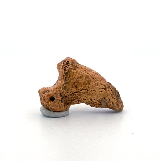 Cave Bear Claw (Ursus spelaeus), Distal phalanx Fossil (1.43") from Pleistocene, Romania - FossilsAndMore