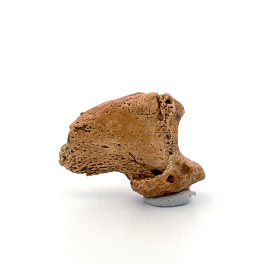 Cave Bear Claw (Ursus spelaeus), Distal phalanx Fossil (1.46") from Pleistocene, Romania - FossilsAndMore