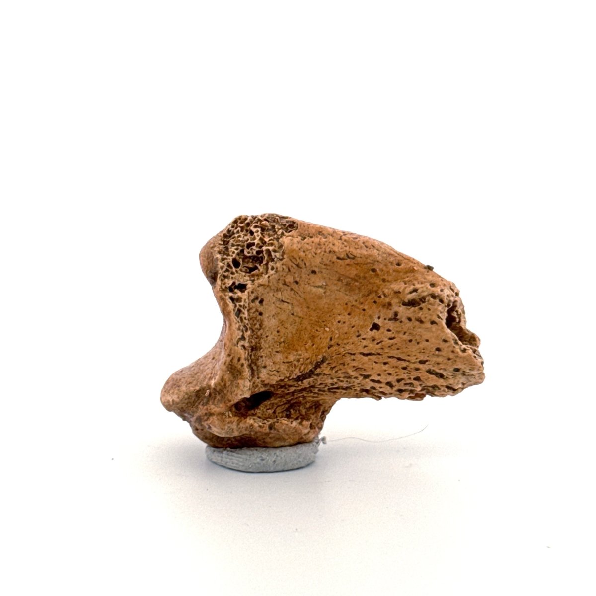 Cave Bear Claw (Ursus spelaeus), Distal phalanx Fossil (1.46") from Pleistocene, Romania - FossilsAndMore