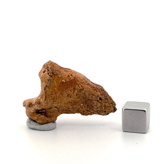 Cave Bear Claw (Ursus spelaeus), Distal phalanx Fossil (1.48") from Pleistocene, Romania - FossilsAndMore