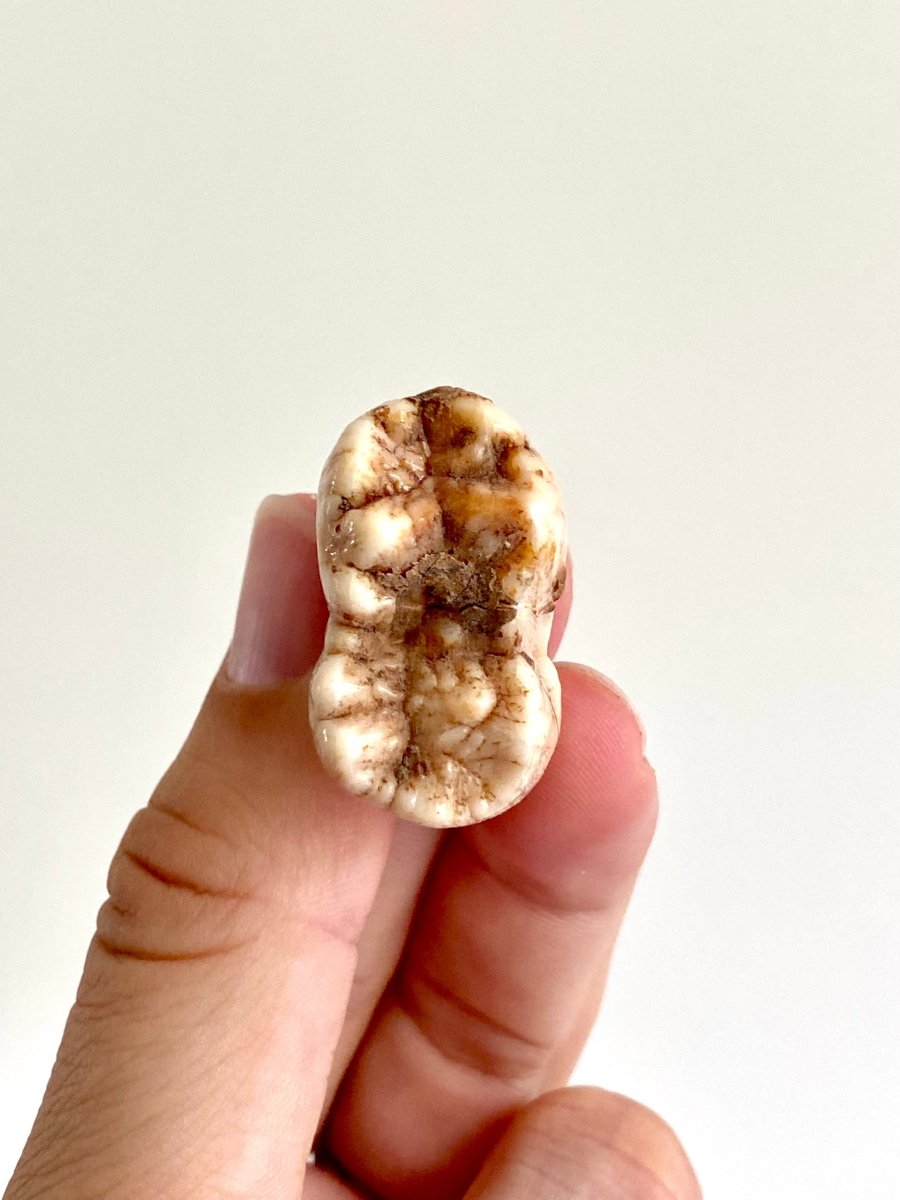 Cave Bear fossil Molar from Rumania, Ursus Spelaeus (1.29") - FossilsAndMore