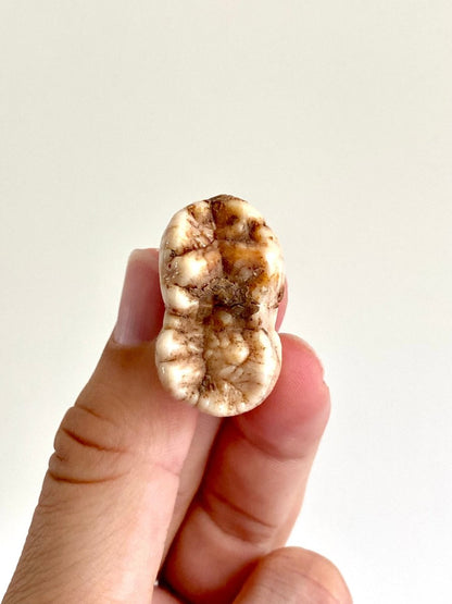 Cave Bear fossil Molar from Rumania, Ursus Spelaeus (1.29") - FossilsAndMore