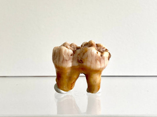 Cave Bear fossil Molar from Rumania, Ursus Spelaeus (1.29") - FossilsAndMore