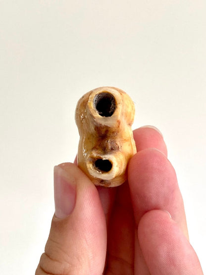 Cave Bear fossil Molar from Rumania, Ursus Spelaeus (1.29") - FossilsAndMore
