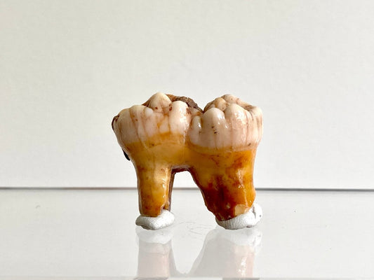 Cave Bear fossil Molar from Rumania, Ursus Spelaeus (1.29") - FossilsAndMore