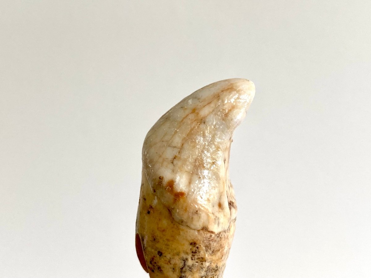 Cave Bear incisor fossil from Rumania, Ursus Spelaeus (1.72") - FossilsAndMore