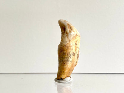 Cave Bear incisor fossil from Rumania, Ursus Spelaeus (1.72") - FossilsAndMore