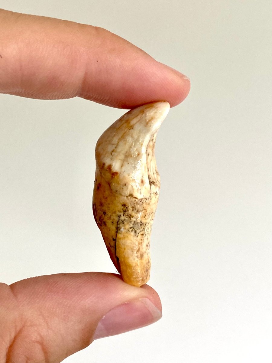 Cave Bear incisor fossil from Rumania, Ursus Spelaeus (1.72") - FossilsAndMore
