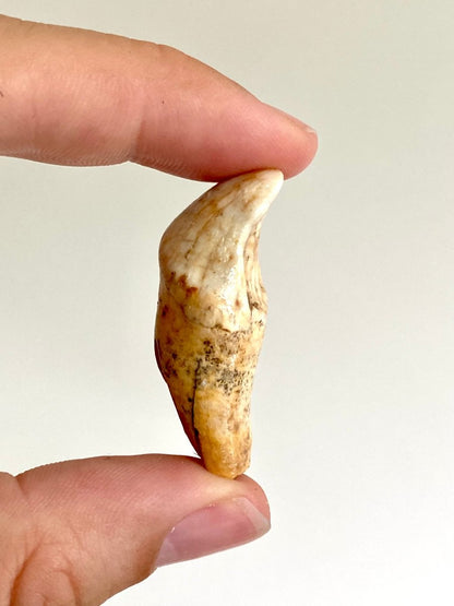 Cave Bear incisor fossil from Rumania, Ursus Spelaeus (1.72") - FossilsAndMore