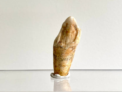 Cave Bear incisor fossil from Rumania, Ursus Spelaeus (1.72") - FossilsAndMore