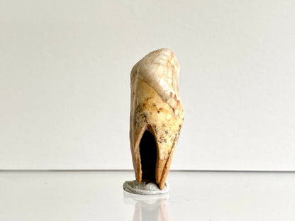 Cave Bear incisor fossil from Rumania, Ursus Spelaeus (1.72") - FossilsAndMore