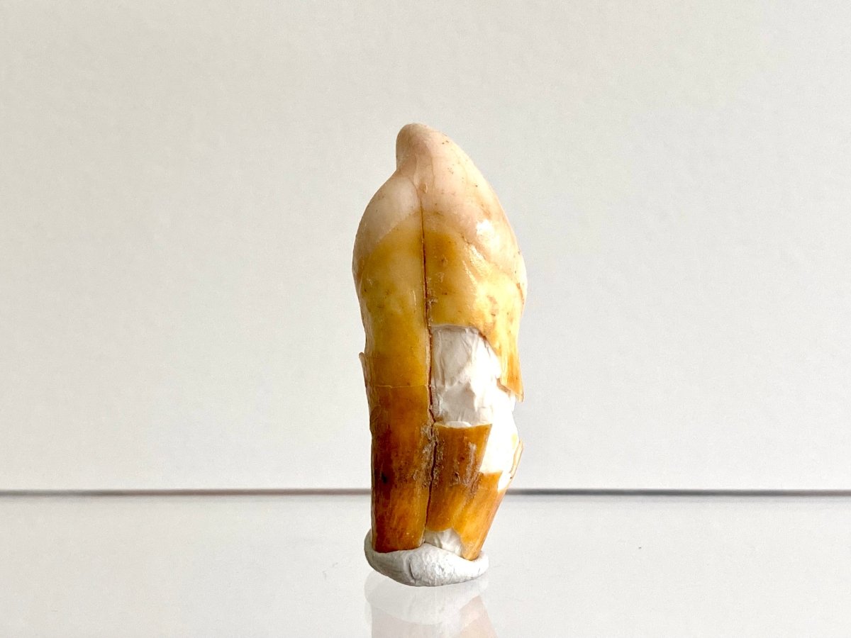 Cave Bear incisor fossil from Rumania, Ursus Spelaeus (1.75") - FossilsAndMore