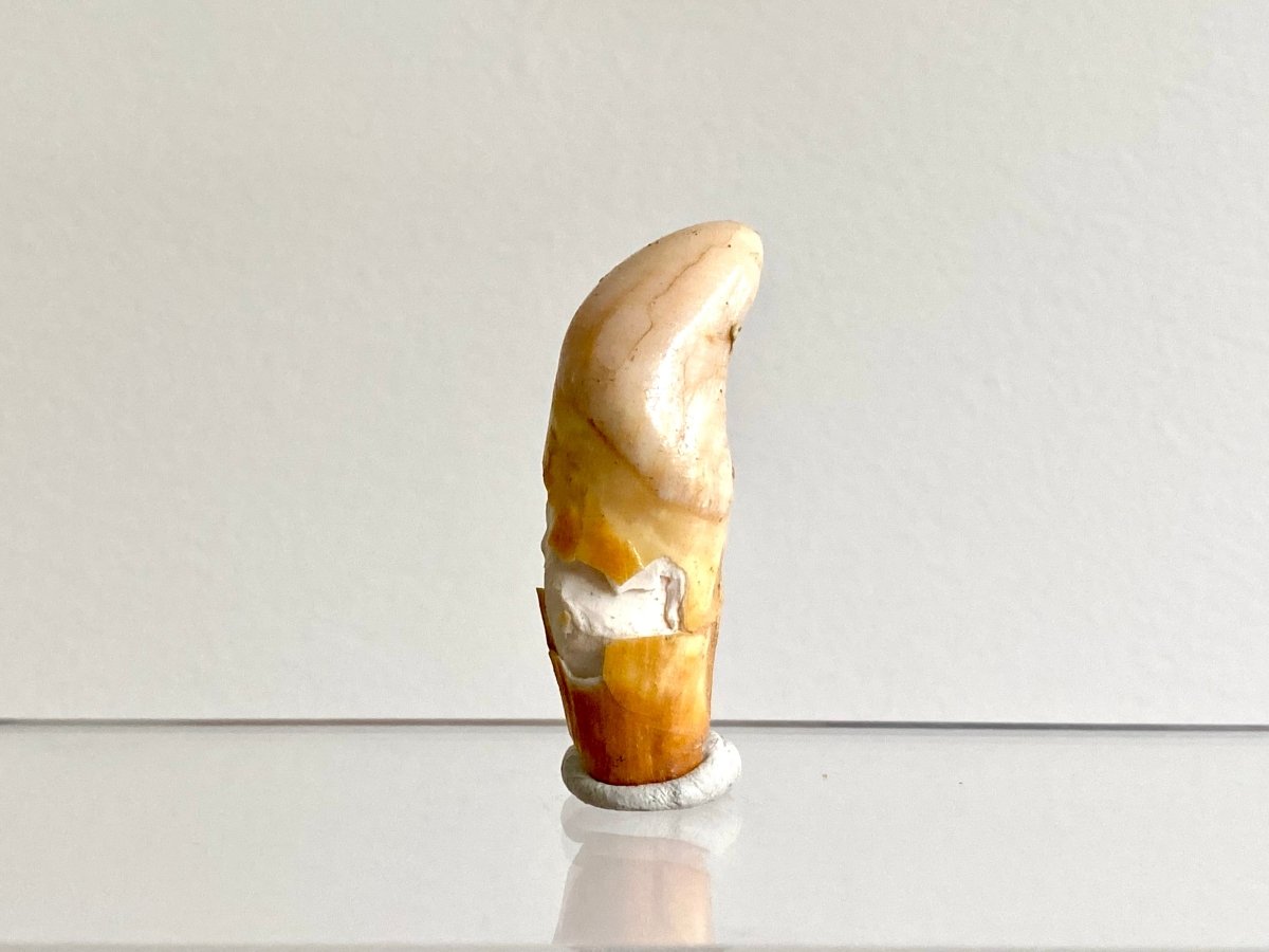 Cave Bear incisor fossil from Rumania, Ursus Spelaeus (1.75") - FossilsAndMore