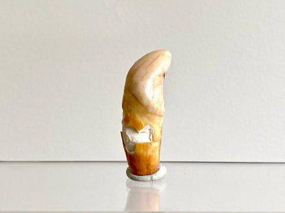 Cave Bear incisor fossil from Rumania, Ursus Spelaeus (1.75") - FossilsAndMore