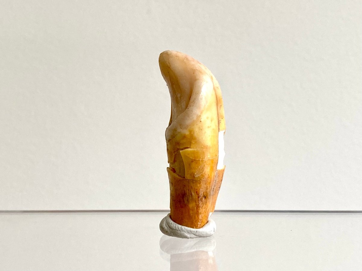 Cave Bear incisor fossil from Rumania, Ursus Spelaeus (1.75") - FossilsAndMore