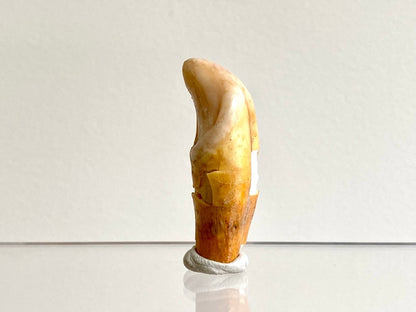 Cave Bear incisor fossil from Rumania, Ursus Spelaeus (1.75") - FossilsAndMore