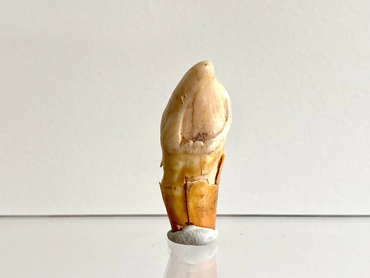 Cave Bear incisor fossil from Rumania, Ursus Spelaeus (1.75") - FossilsAndMore