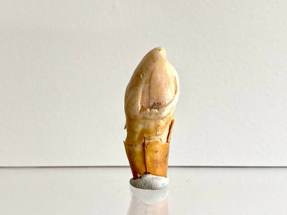 Cave Bear incisor fossil from Rumania, Ursus Spelaeus (1.75") - FossilsAndMore
