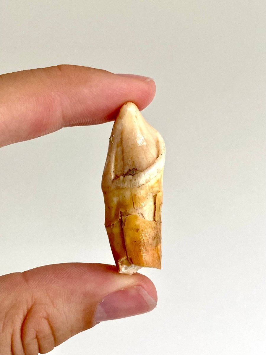 Cave Bear incisor fossil from Rumania, Ursus Spelaeus (1.75") - FossilsAndMore