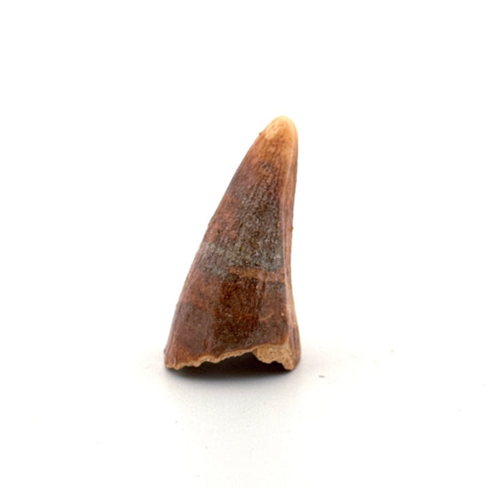 Cave Bear (Ursus spelaeus) canine from pleistocene, Rumania (1.60") - FossilsAndMore