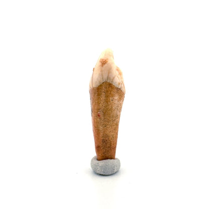 Cave Bear (Ursus spelaeus) incisor tooth from pleistocene, Rumania (1.59") - FossilsAndMore