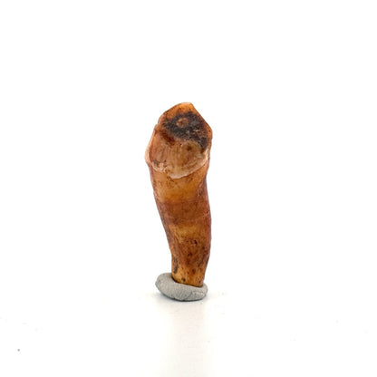 Cave Bear (Ursus spelaeus) incisor tooth from pleistocene, Rumania | 1.62" - FossilsAndMore