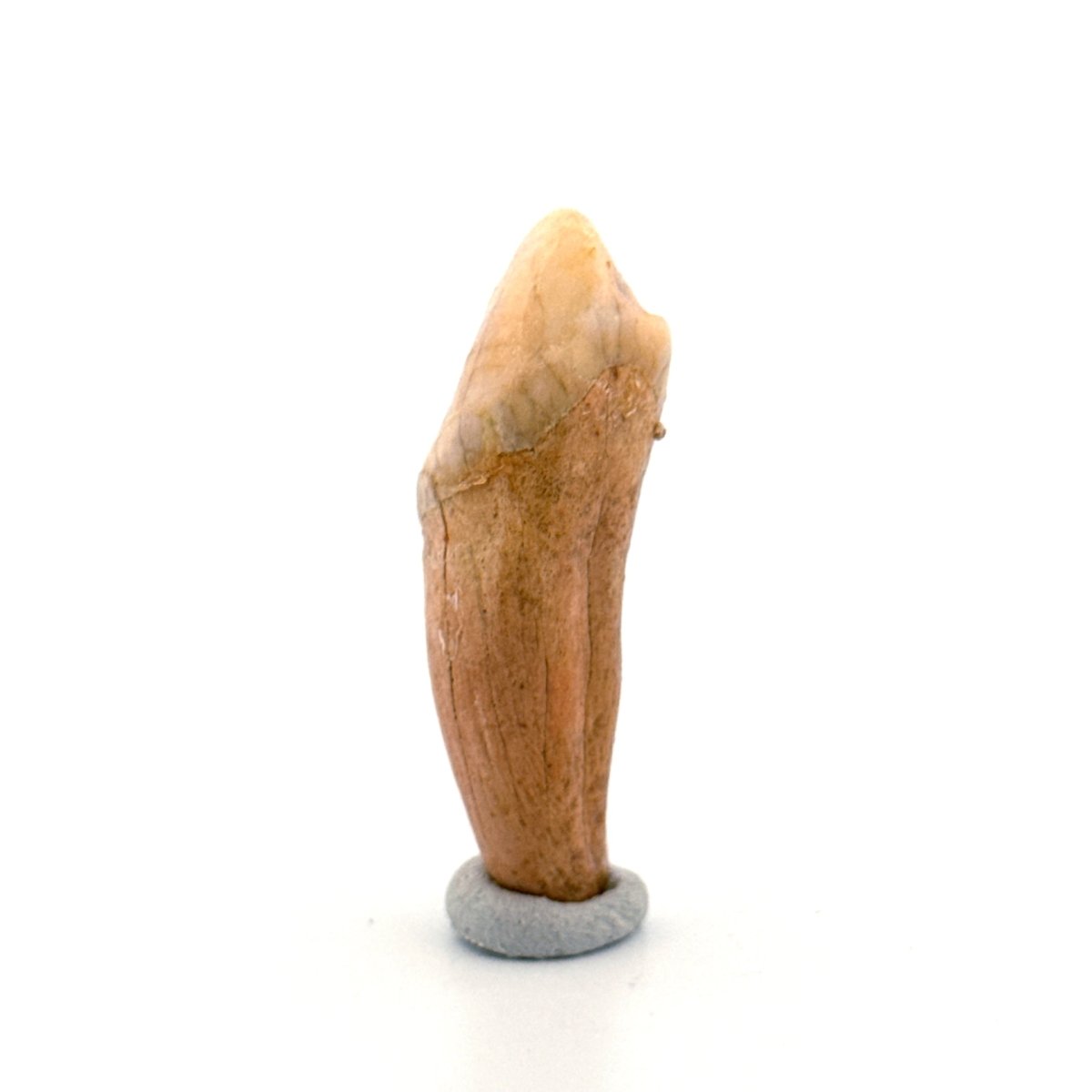 Cave Bear (Ursus spelaeus) incisor tooth from pleistocene, Rumania (1.74") - FossilsAndMore