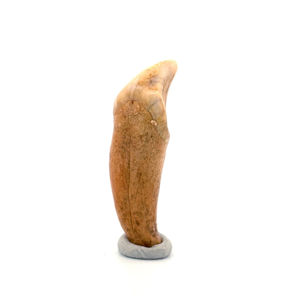 Cave Bear (Ursus spelaeus) incisor tooth from pleistocene, Rumania (1.74") - FossilsAndMore