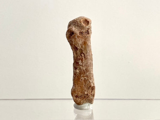 Cave Bear (Ursus spelaeus) Metacarpal Fossil (2.90"), Pleistocene, Romania - FossilsAndMore