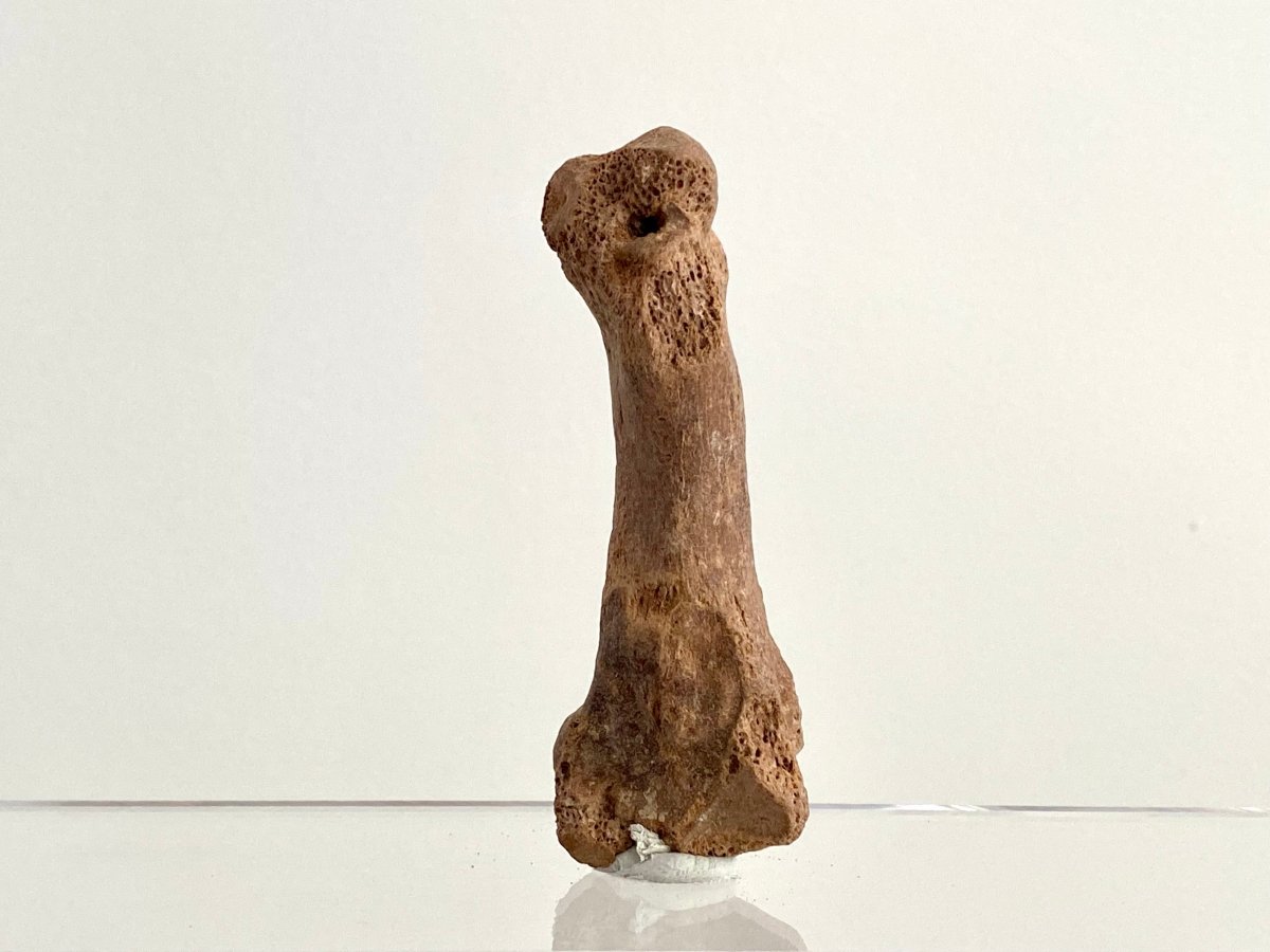 Cave Bear (Ursus spelaeus) Metacarpal Fossil (3.37"), Pleistocene, Romania - FossilsAndMore